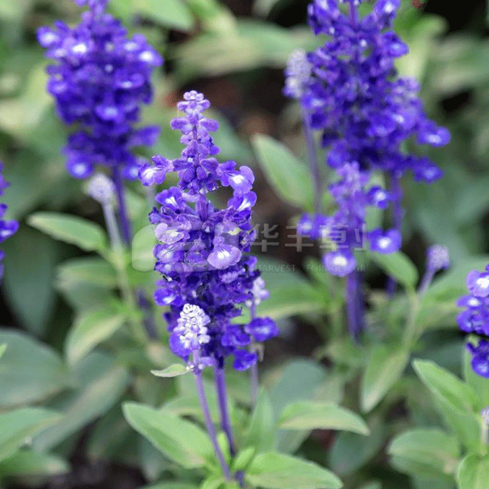 ������β��