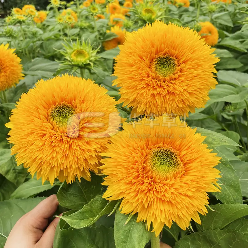 ��������տ�