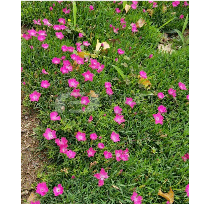 ����ʯ��