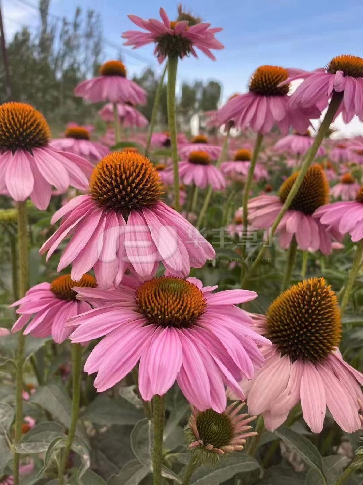 ���ɹ���