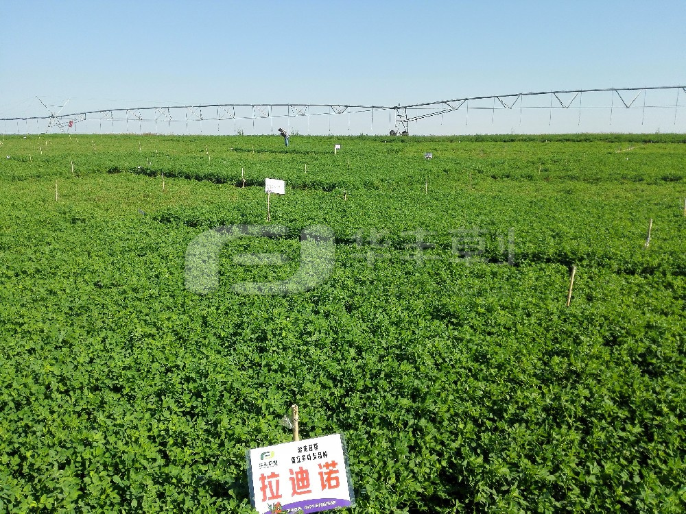 �ﲥ�ϻ���ޣ��������