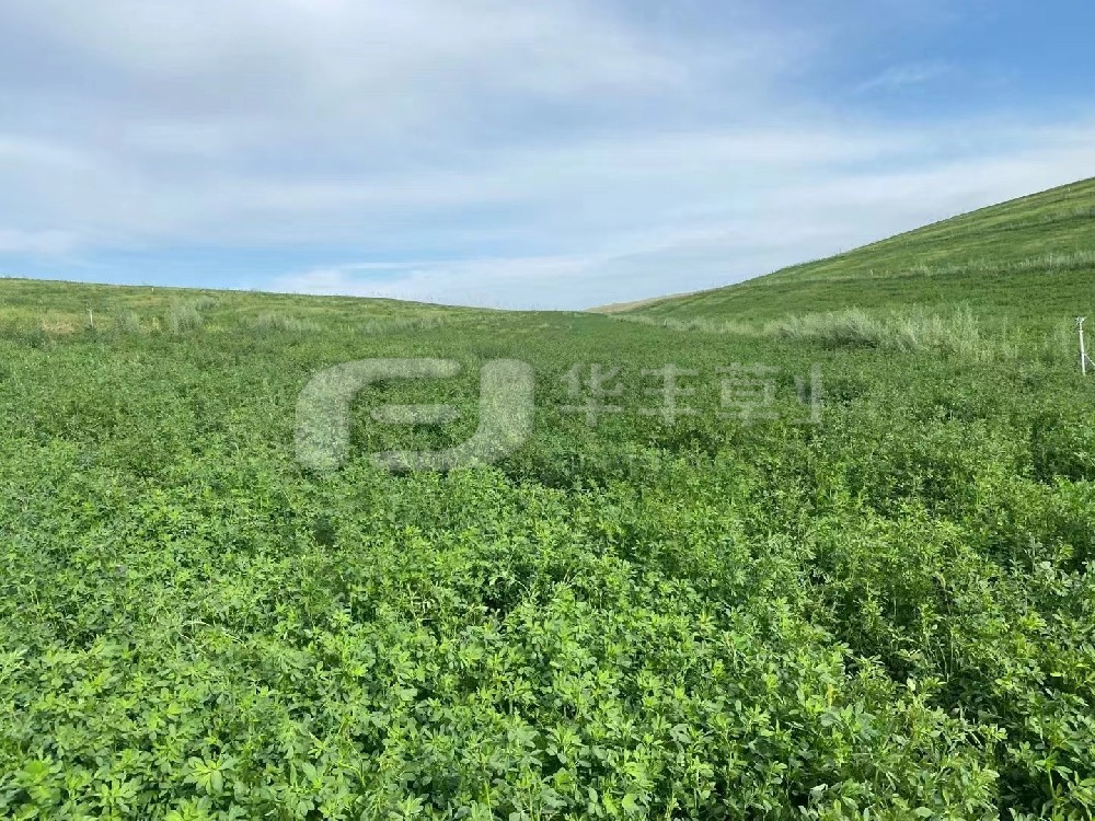 �ϻ���ޣ����Ե��ԭ�ɼ�Ԥ������