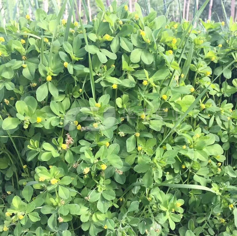 ������ޣ