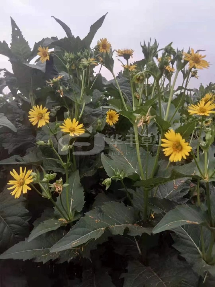 ��Ҷ�����