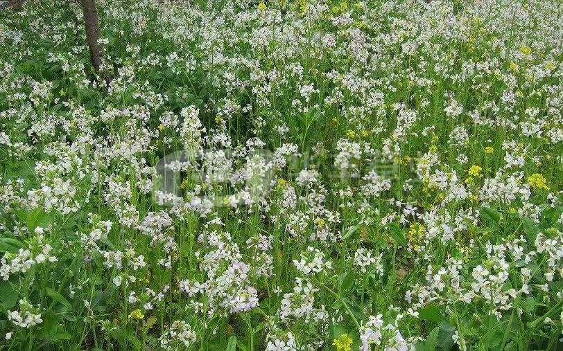 �����ܲ�