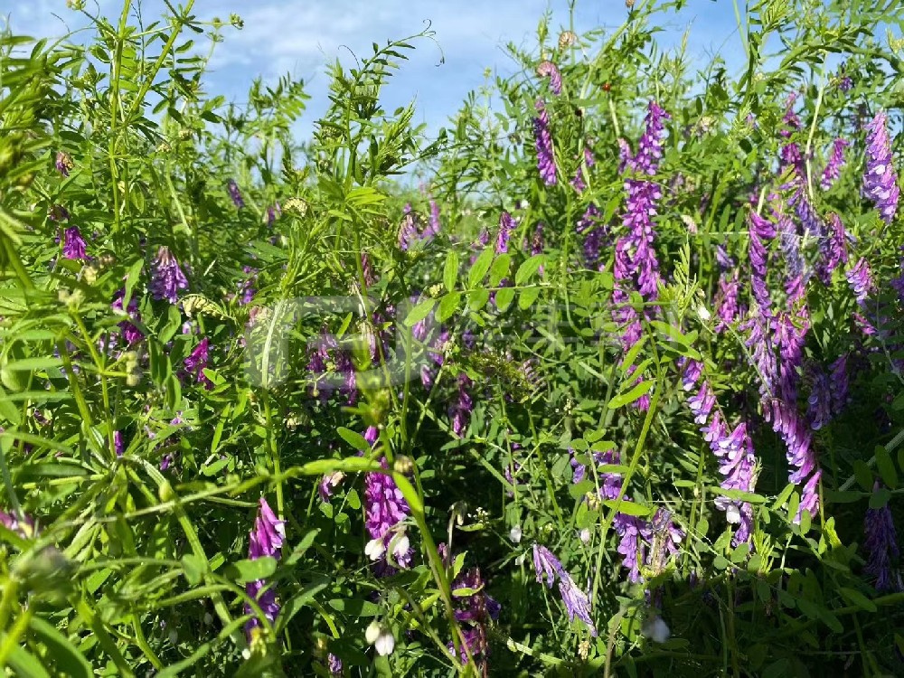 �̷�����