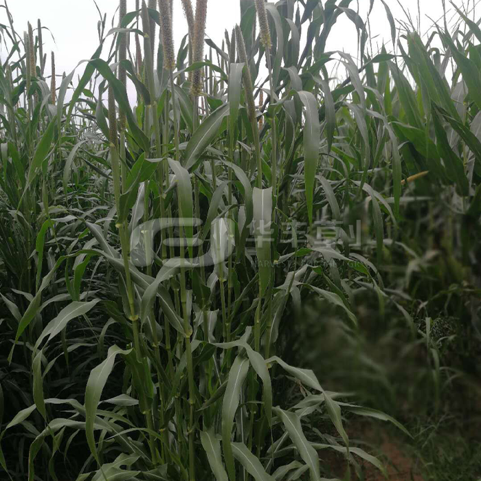 �ӽ���β��