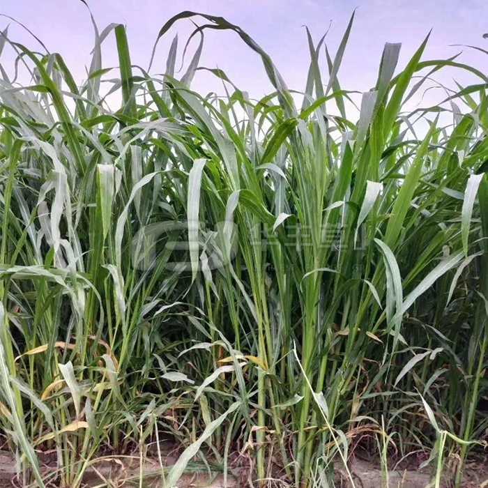 ī���������ײ�