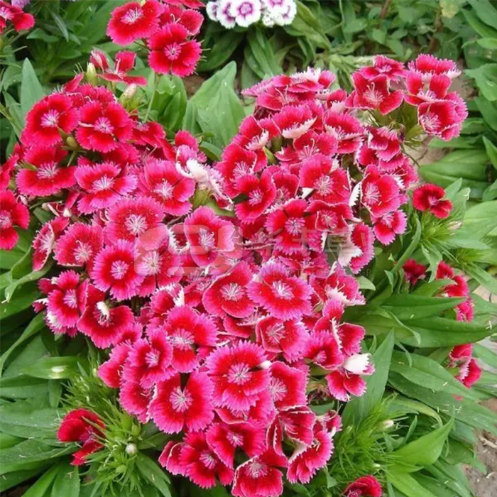 ����ʯ��