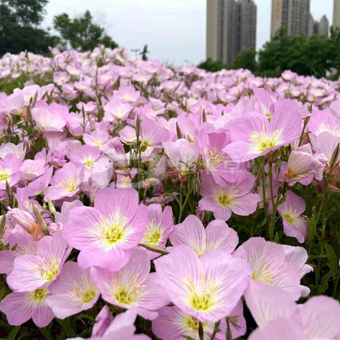 Ư���¼���