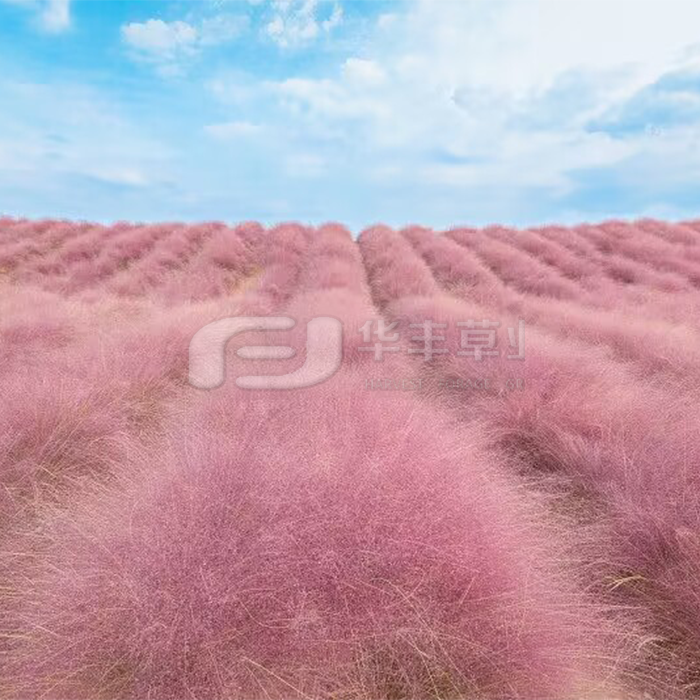 �������Ӳ�