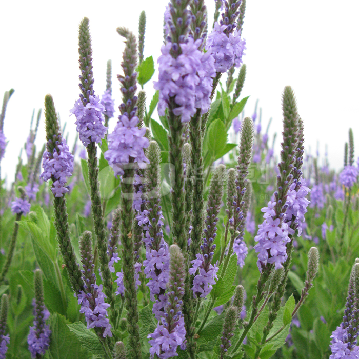 ���ô�����ӣ