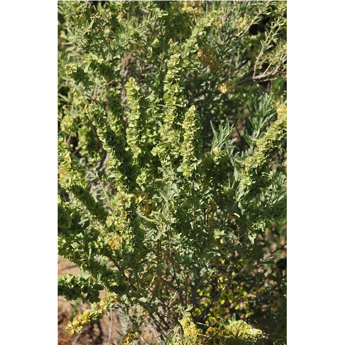 �ĳ��޼����ë��޼��