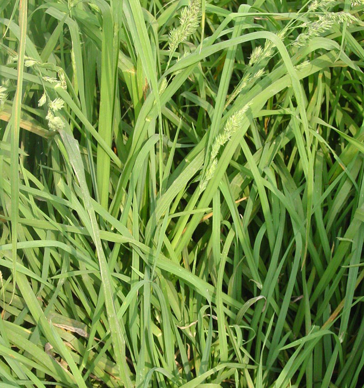 �����ܡ�Ѽé�������ȡ��ͺ�����������