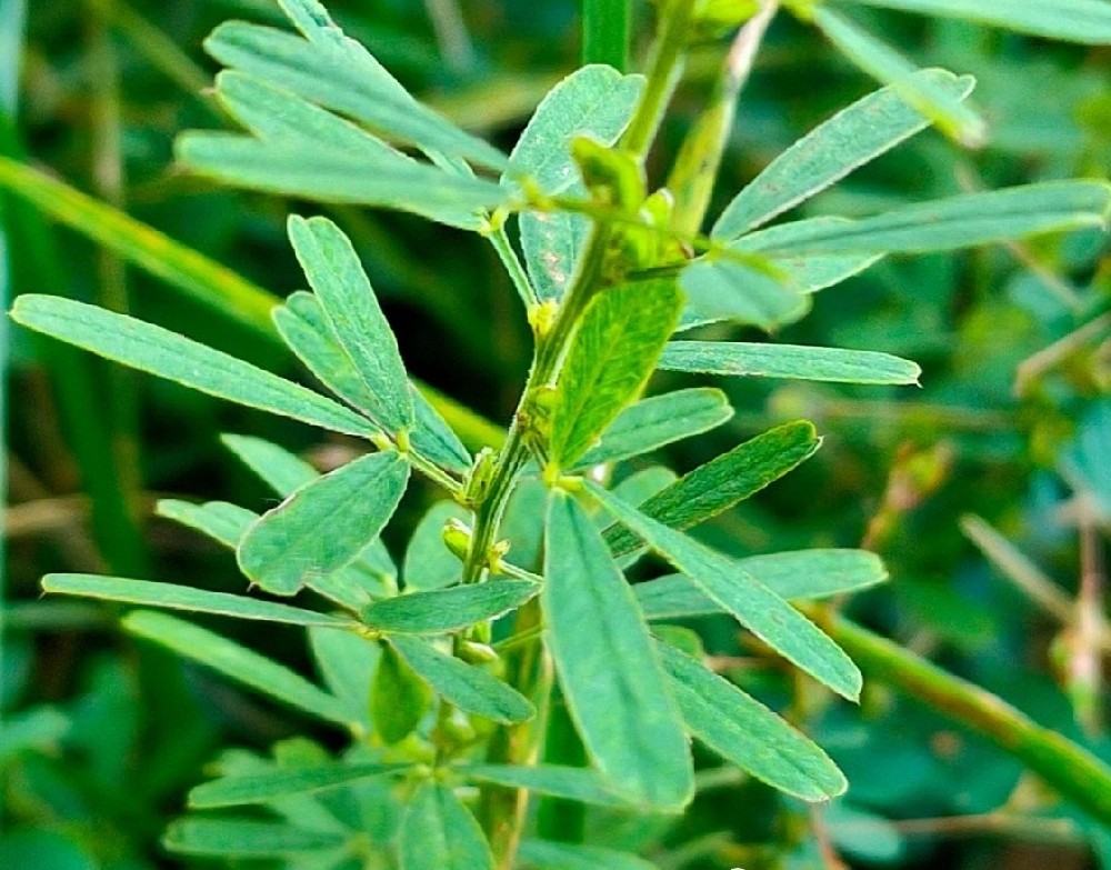 ��Ҷ��֦��