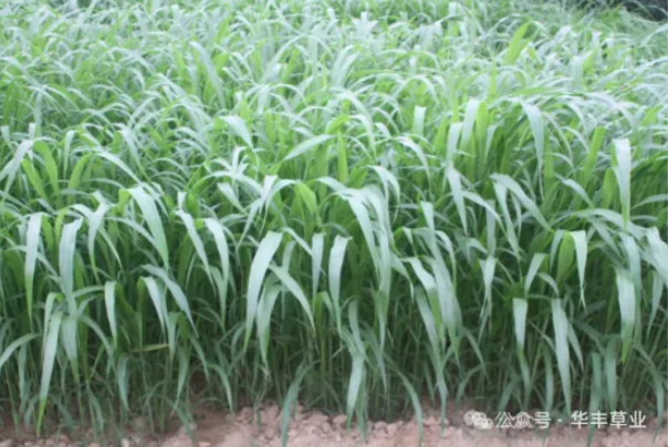 ����ߵ��ݣ�ǿ��������������������׸�