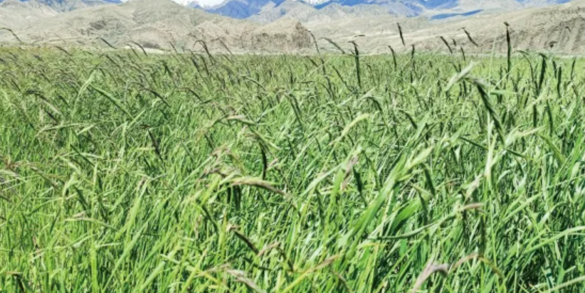 ¡°³¤Ã¬¡±Åû¼î²Ý