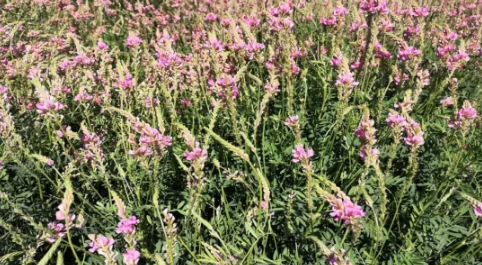 ����ũ5�š��춹��