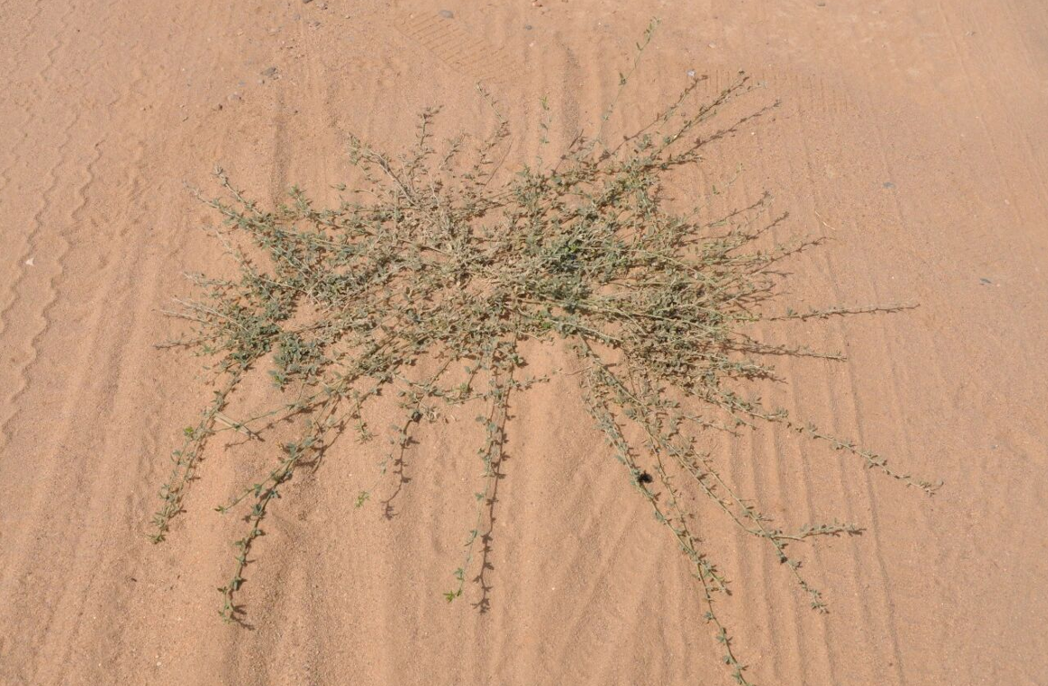 �ڸ���ţ֦��