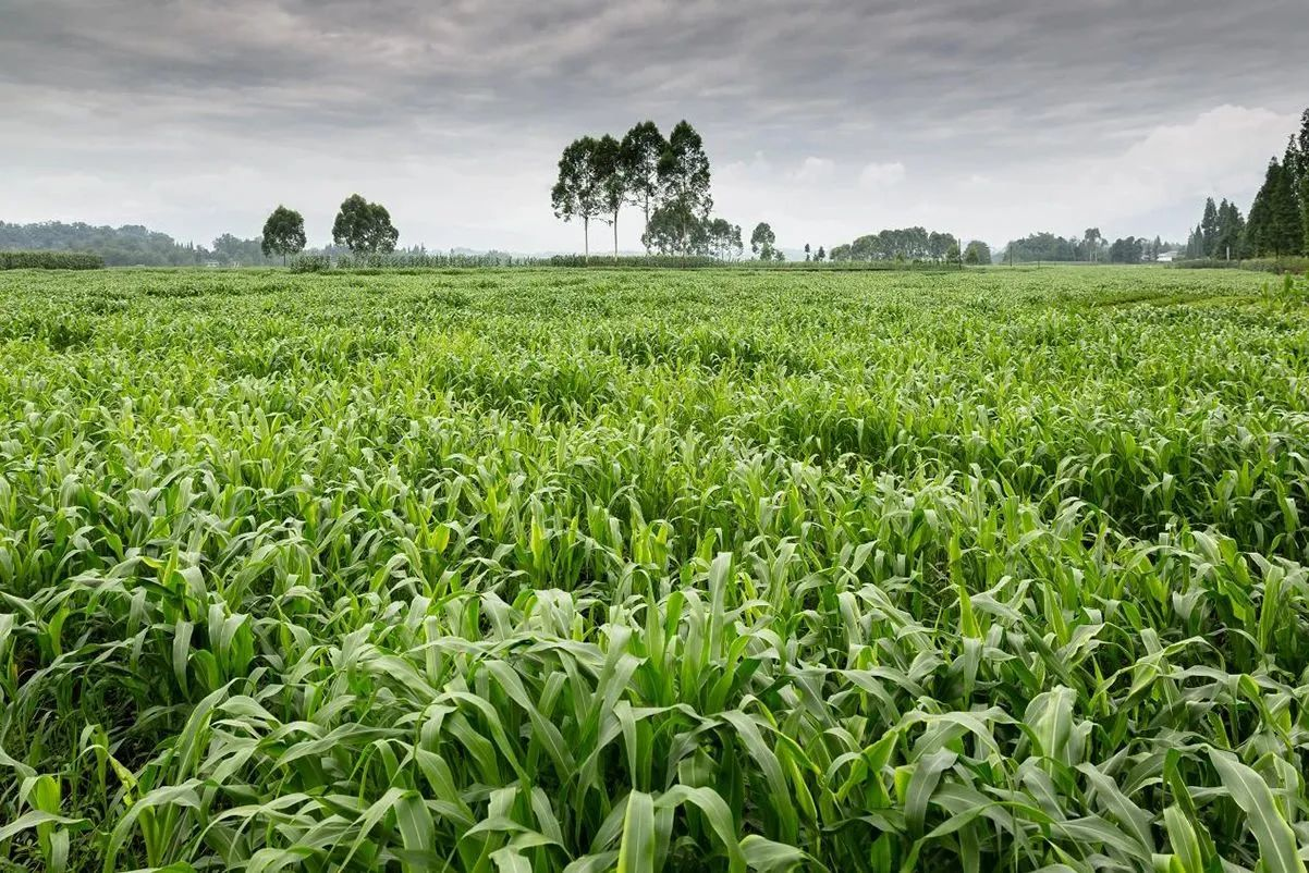 �ߵ��ݿ�ѧݪֲ���Ӳ��ֵ�����һ����λ