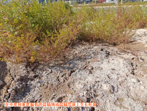 ���ڸ�� �׾������ݣ����������μ�صġ�ϣ����֮ѡ