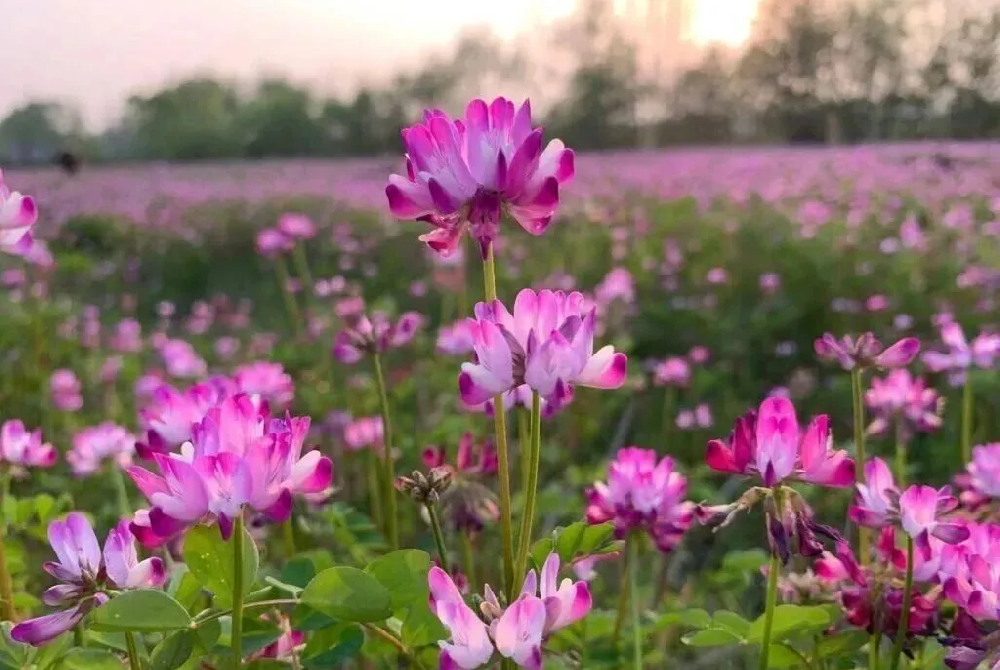 һ���̷����ӣ�����������������һƬ����