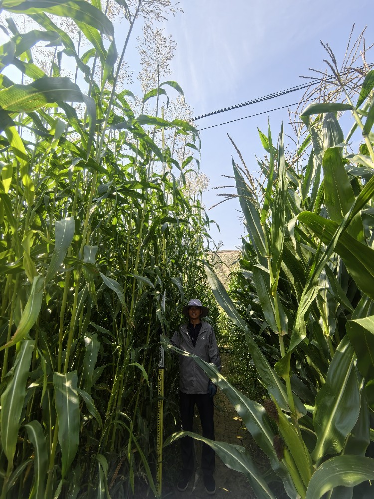 ��ֳ�����������������������������������һĶ����Ķ����������������ţ�򳤱����һ��������������